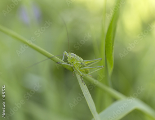 A green grasshopper on grass. Summer blur background.
