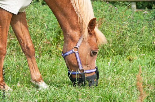 Pony happily eating on a grass covered field with the use of a grazing muzzle. photo
