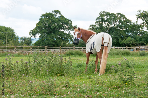 Wallpaper Mural Laminitic pony wearing a grazing muzzle to control how much grass she can eat & wearing a fly rug to protect against nuisance biting insects. Torontodigital.ca