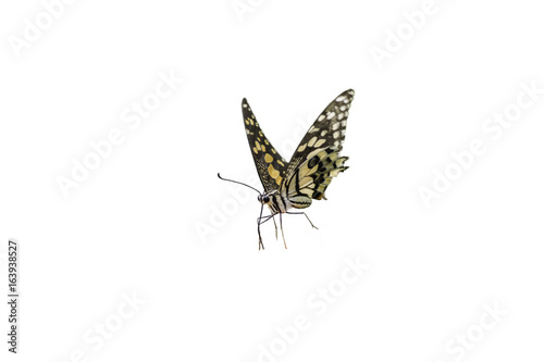 The Common Mormon butterflies isolated on white background. photo