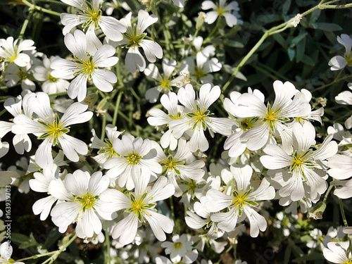 Small white flowers.