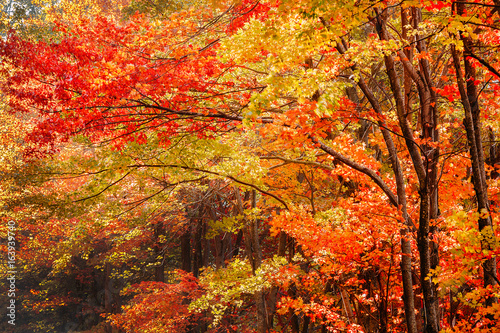 Fall Leaves in the Blue Ridge Mountains near Asheville North Carolina