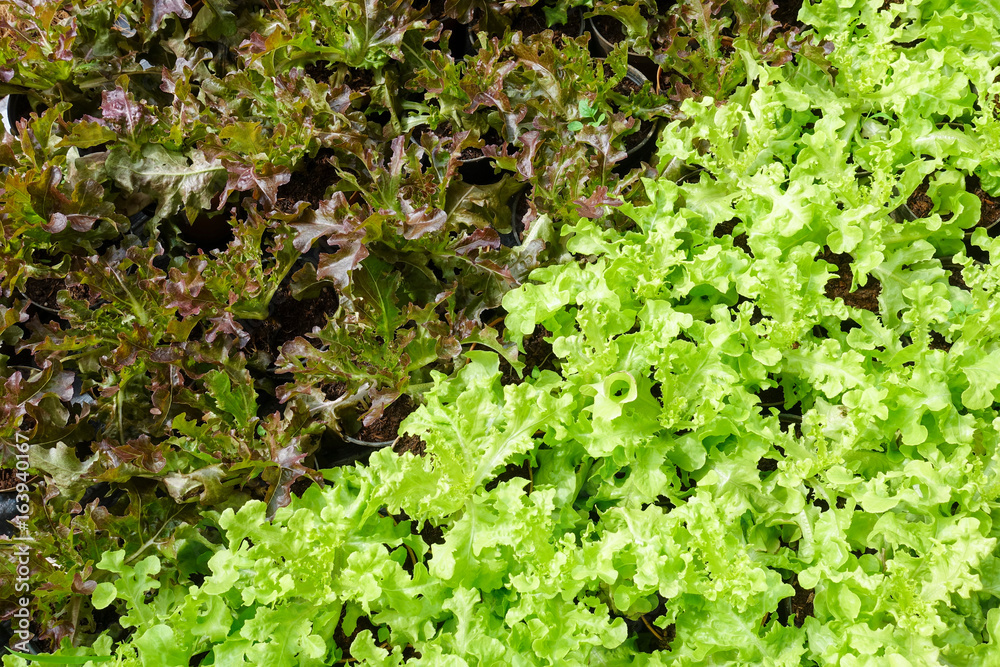 Green and brown lettuce plants Green and brown lettuce plants