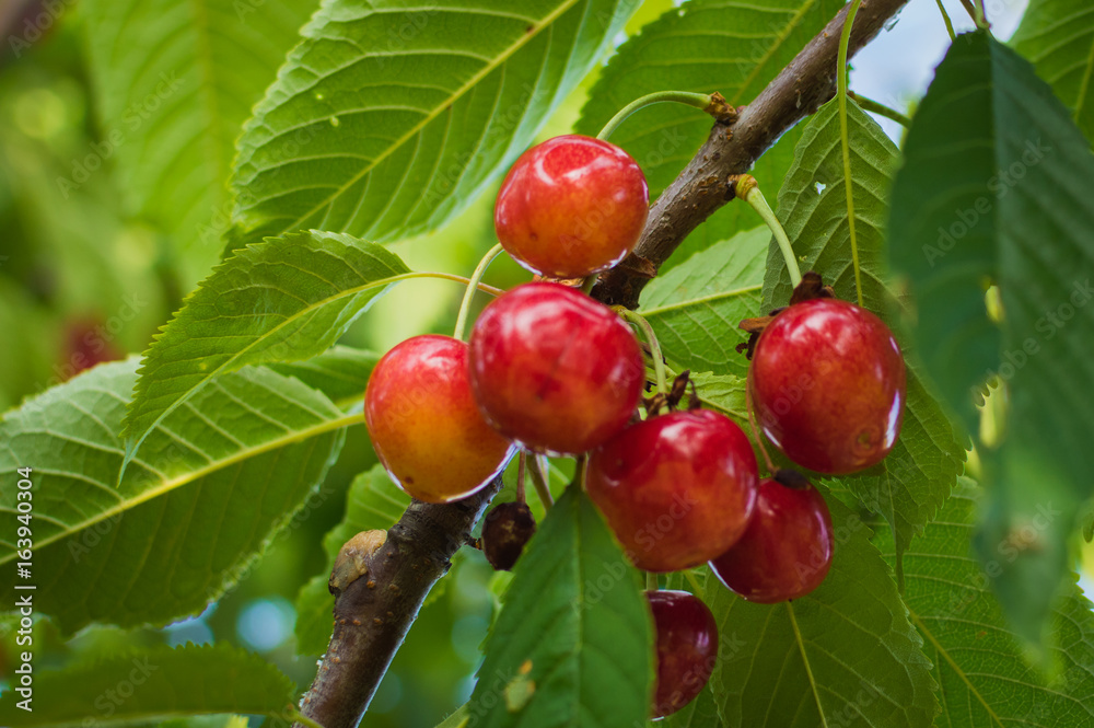 Red and sweet cherries on a branch Red and sweet cherries on a branch