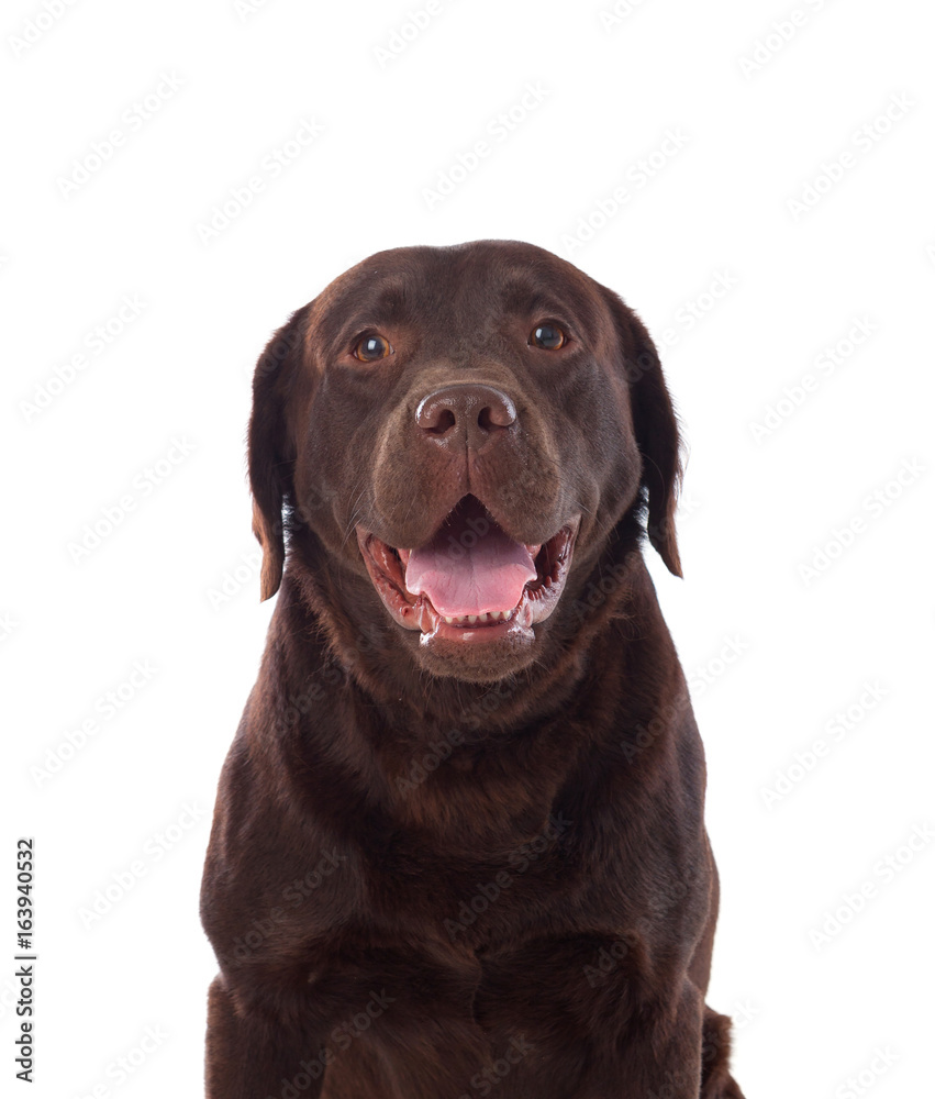 Beautiful black Labrador dog breed
