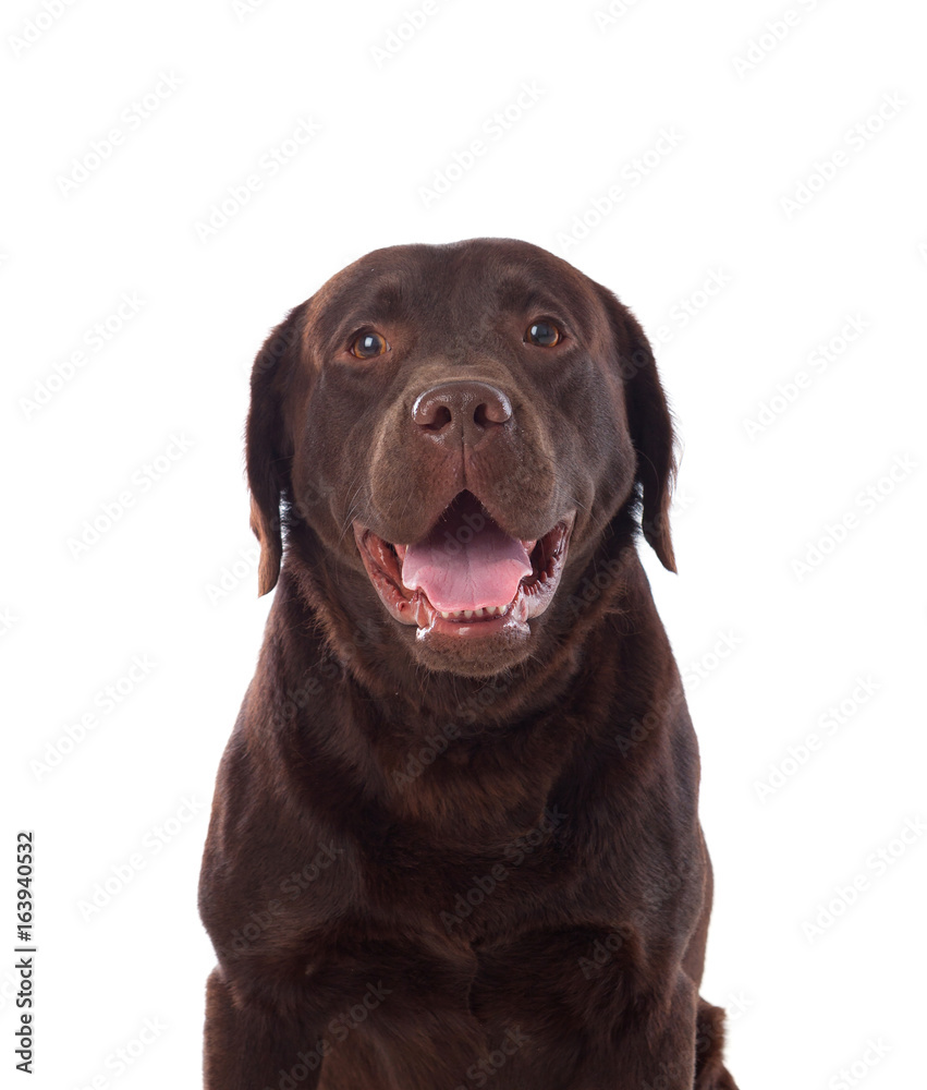 Fototapeta premium Beautiful black Labrador dog breed