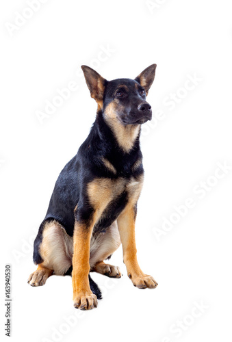 Young German Shepherd dog