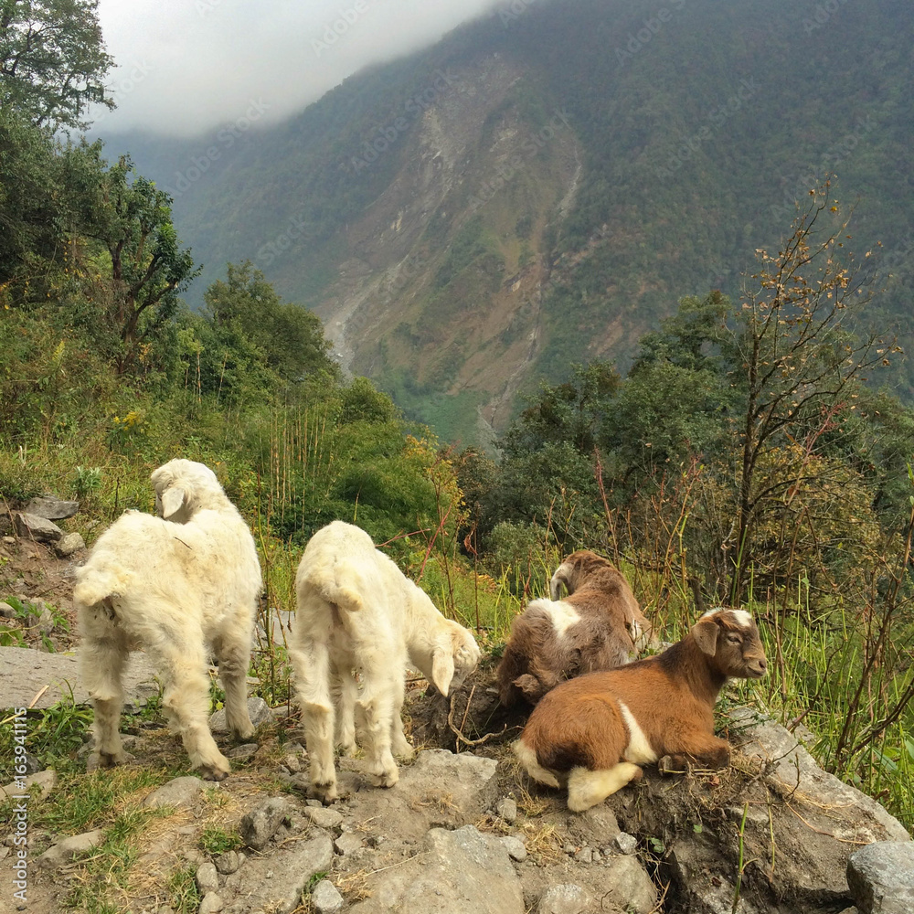 Goat kids relaxing at a cliff in Himalaya
