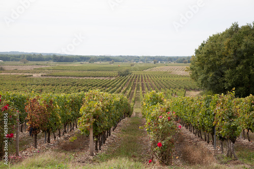 View of vineyard row with bunches of ripe red wine grapes