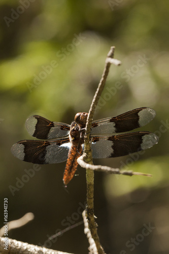 Common whitetail skimmer dragonfly (Plathemis lydia) resting on a twig. Juvenile male long-tailed dragonfly resting on a bramble, isolated against a blurred background.