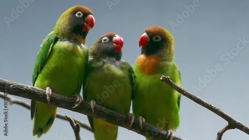 BLACK-CHEEKED LOVEBIRD (AGAPORNIS NIGRIGENIS). Three parrots perched on a branch while the couple are kissing the second male look. photo