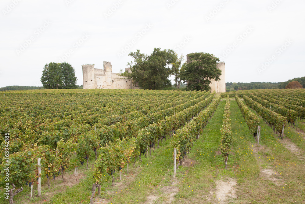 The grapes farm of Bordeaux Valley, sunset time in Medoc France
