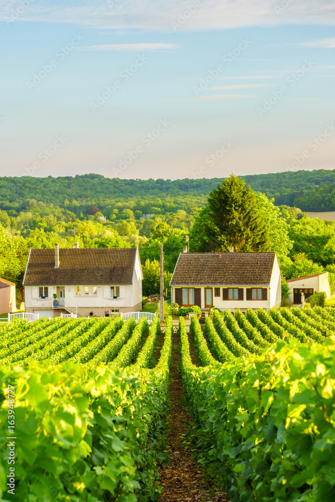 Vine green grape in champagne vineyards at montagne de reims on countryside village background, France