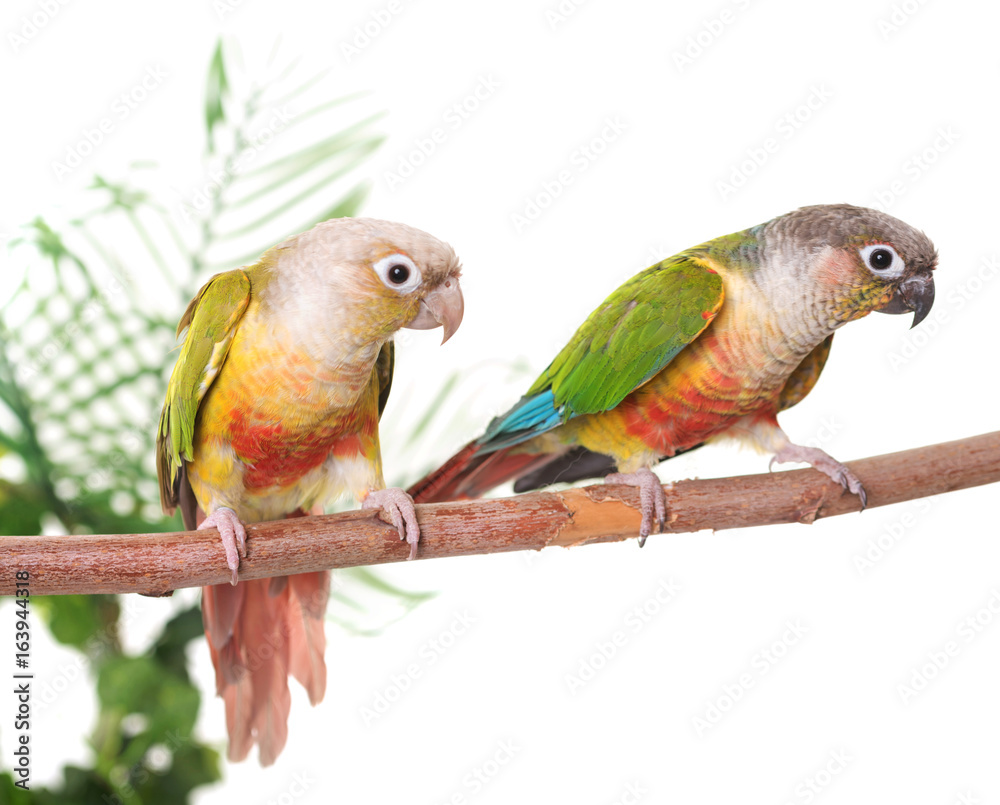 Fototapeta premium Green-cheeked parakeet in studio