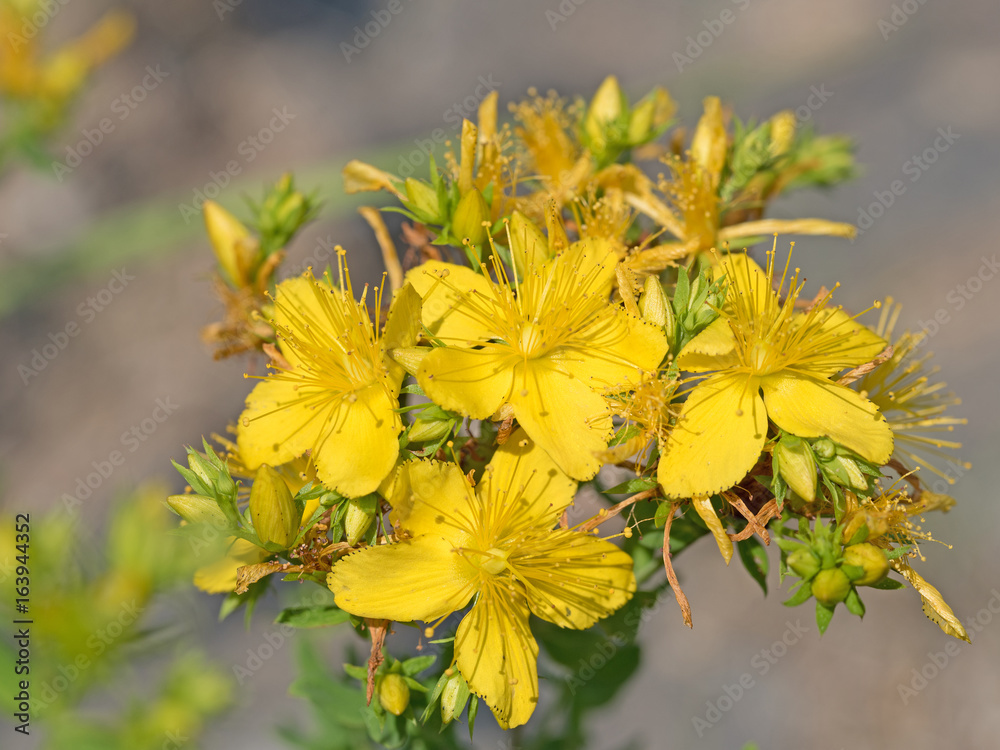 Echtes Johanniskraut, Hypericum perforatum Echtes Johanniskraut, Hypericum perforatum