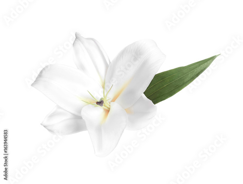 Graceful fresh lily flower, isolated on white