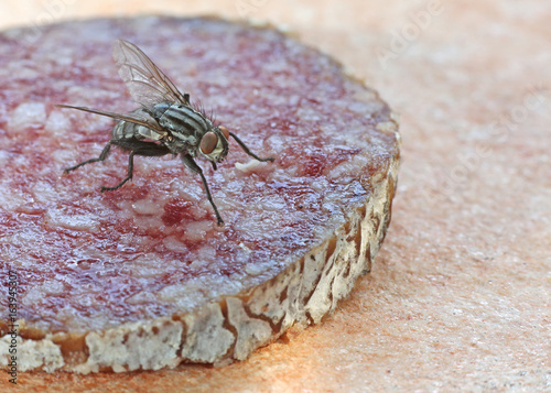 Photos Fliege auf Salami