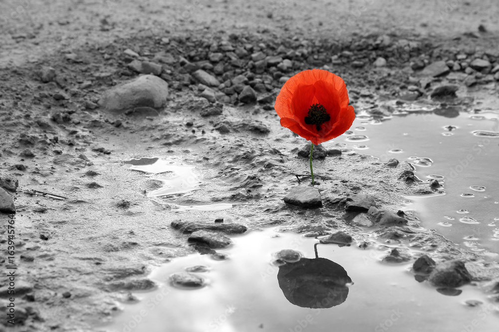 Obraz premium Mak w wodzie