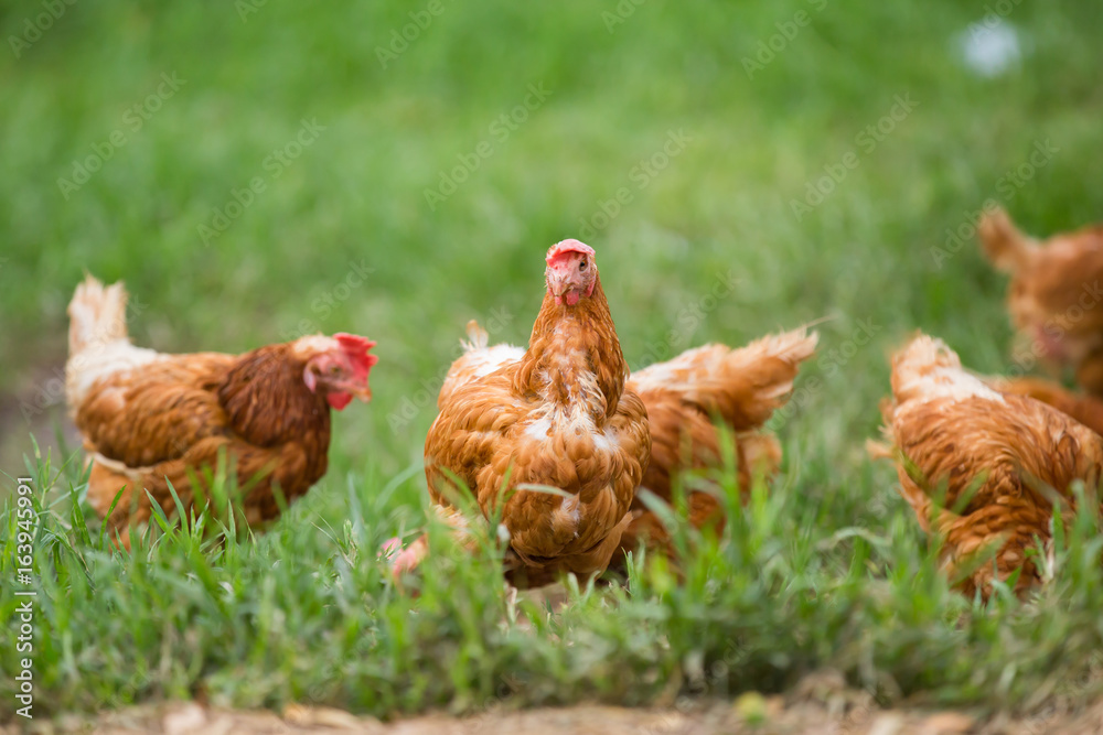 Fototapeta premium chicken