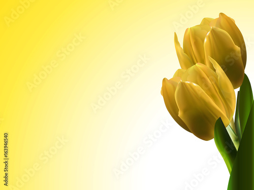 yellow tulips landscape background