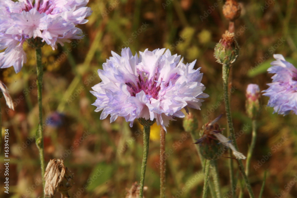 Fototapeta premium Blumen im Garten