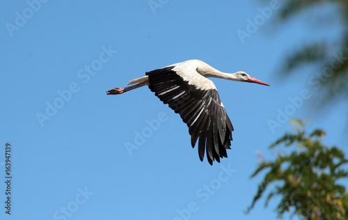 The white stork (Ciconia ciconia), flying with widely spread wings.