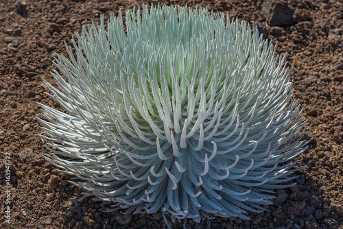 silver sword close up haleakala crater maui hawaii