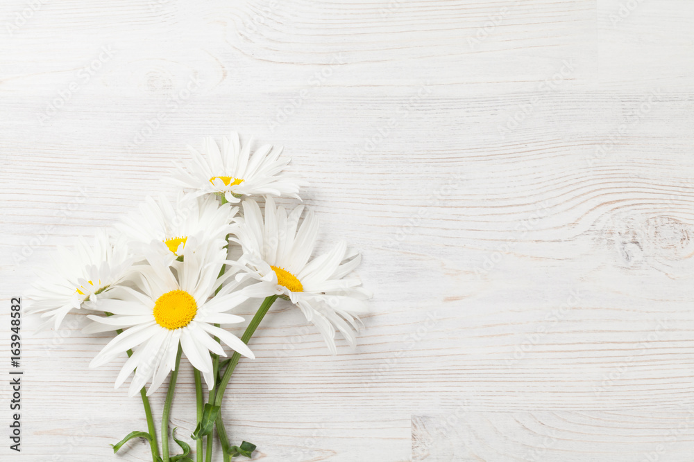 Obraz premium Garden chamomile flowers