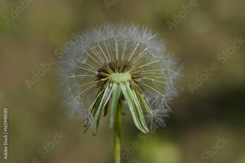 Fototapeta Naklejka Na Ścianę i Meble -  Diente de león - 37