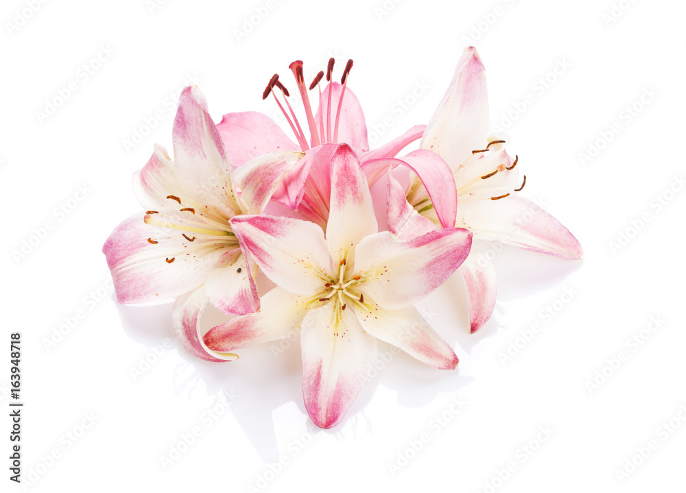 Pink lily flowers