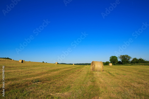 Hay bales in the suni day.