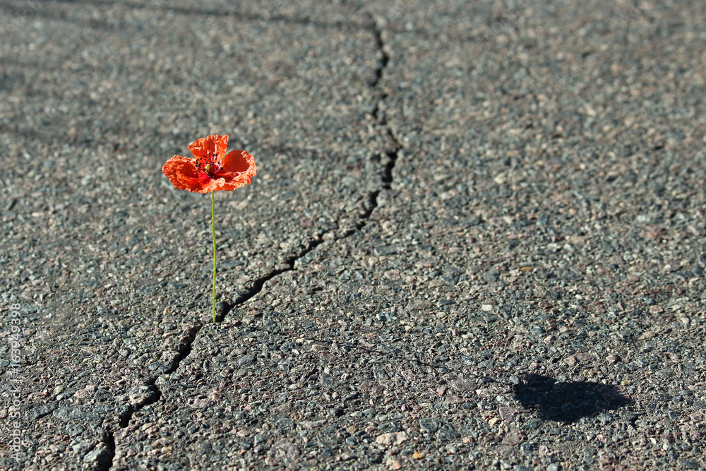 Fototapeta premium Mohnblume auf Straße