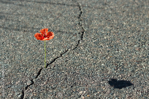 Fototapeta Naklejka Na Ścianę i Meble -  Mohnblume auf Straße