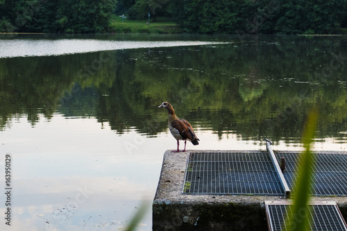 Gans am See