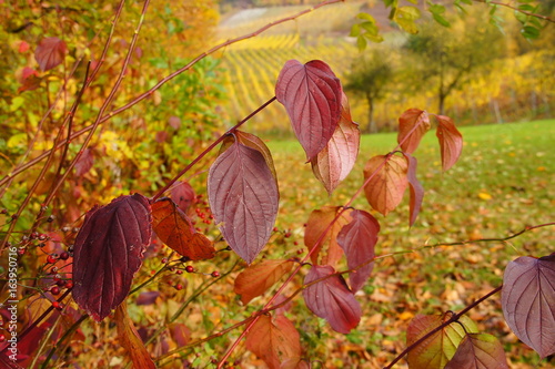 roter Hartriegel im Herbst mit dunkelroten Blättern Makro vor einer Herbstlandschaft
