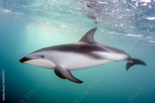 Dusky Dolphin © sarahalicelee