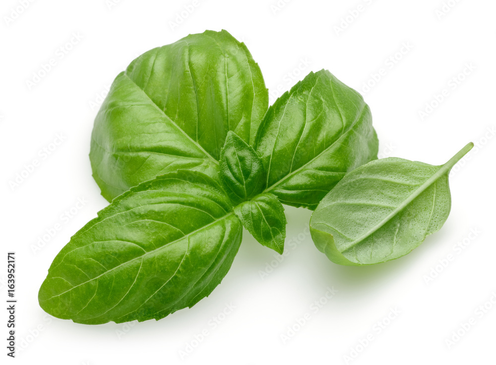 Basil Basil