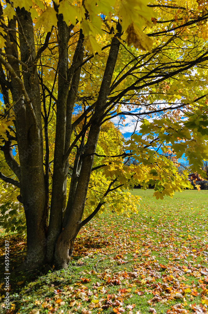 Vertical view of a single maple tree with yellow leaves. Vertical view of a single maple tree with yellow leaves.