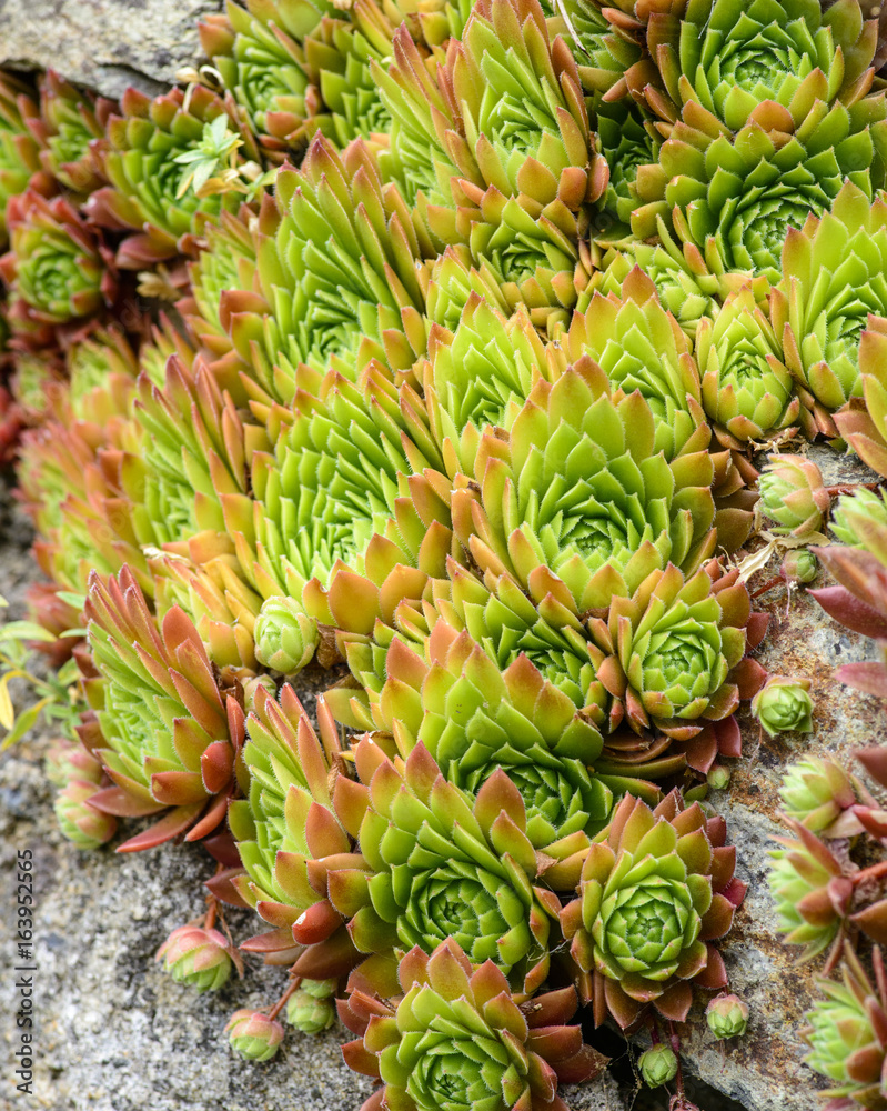 Sempervivum montanum. Mountain houseleek. Flowers of the Alps Sempervivum montanum. Mountain houseleek. Flowers of the Alps