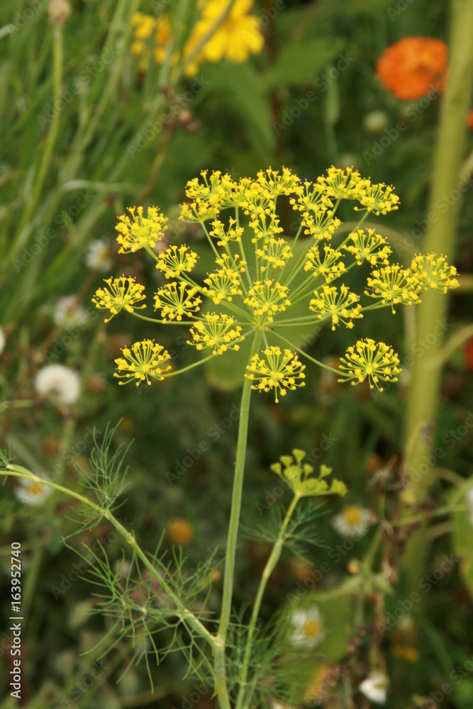 Obraz premium Kornfeldblumen