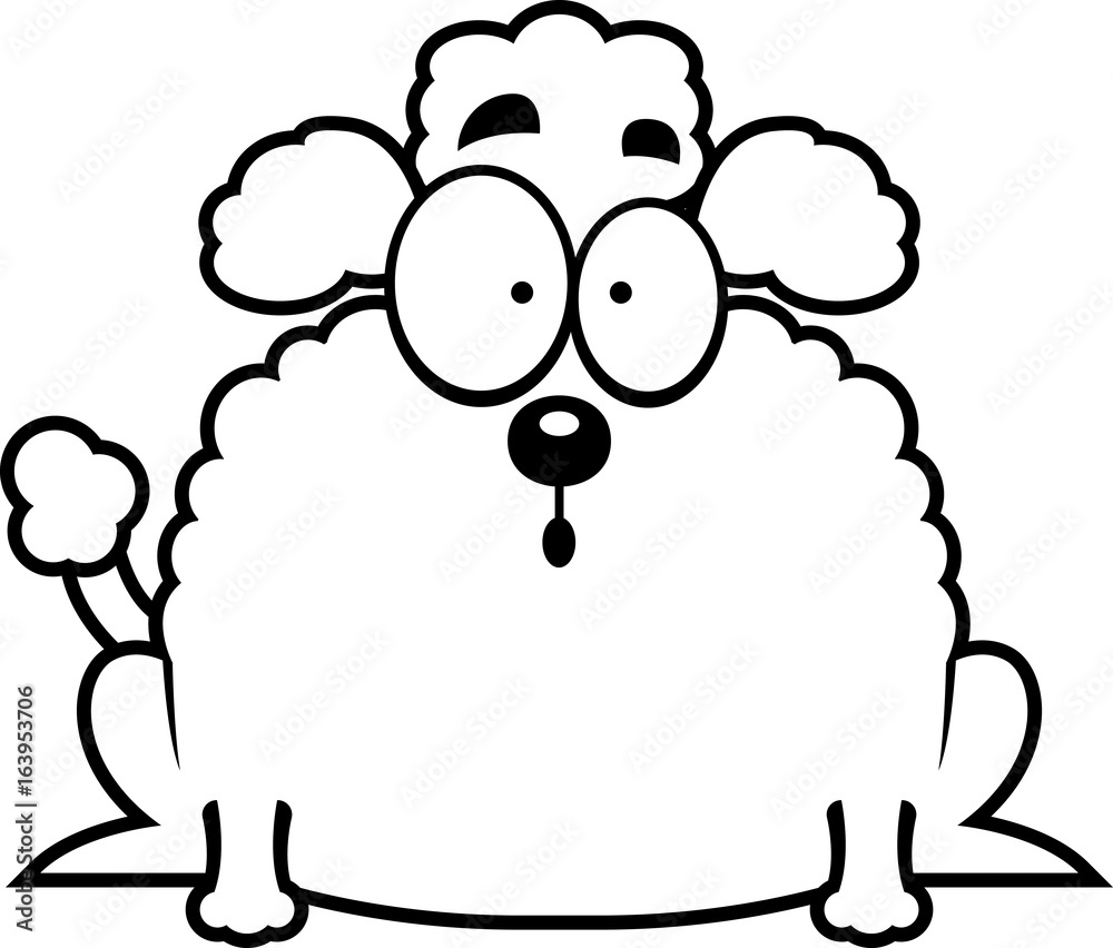 Surprised Little Poodle Surprised Little Poodle
