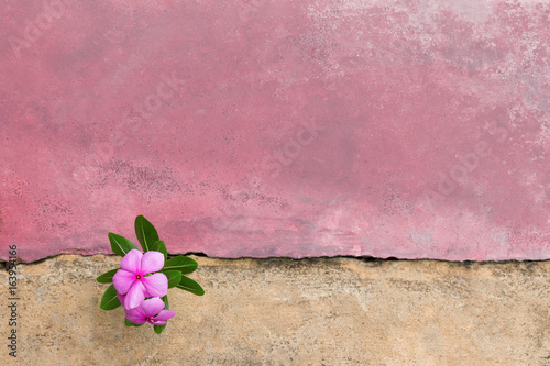 Plant growing with Purple flower on green leaf young tree through crack in pavement background