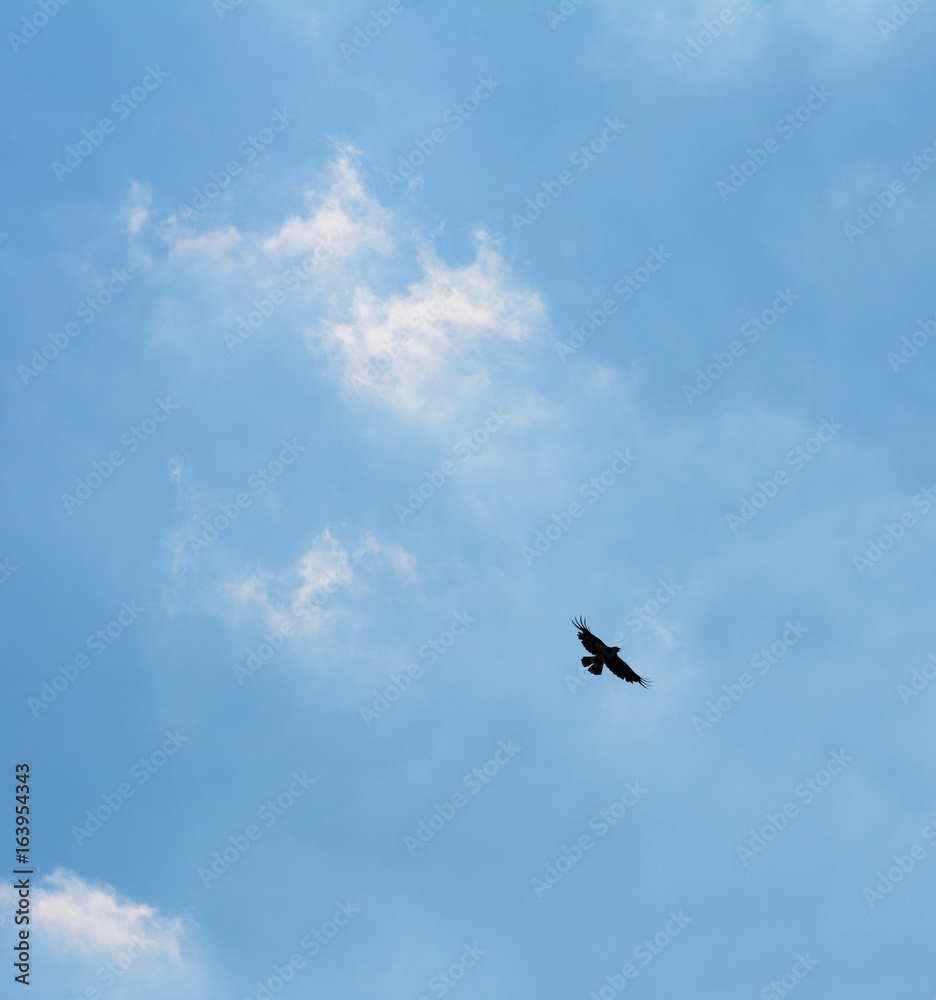 Common buzzard silhouetted in flight