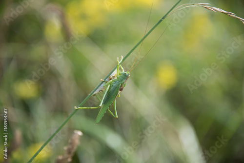 Grasshopper and chrysalis