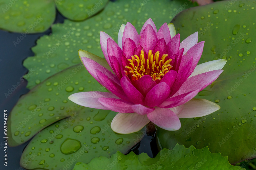 This beautiful waterlily or lotus flower is complimented by the rich colors of the deep blue water surface. This beautiful waterlily or lotus flower is complimented by the rich colors of the deep blue water surface.