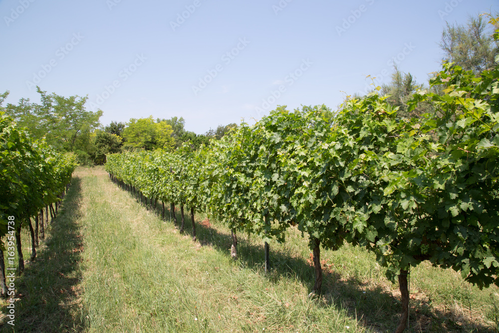Vineyard in the Marches