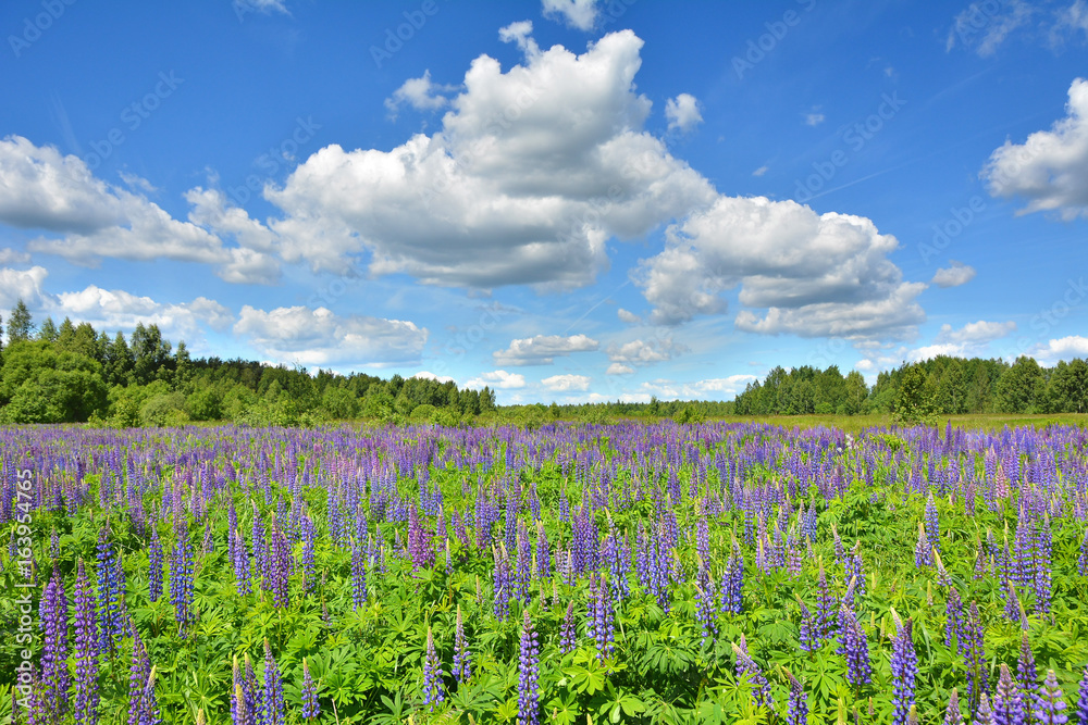Lupine in a field Stock Photo | Adobe Stock