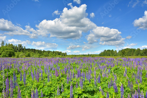 Lupine in a field