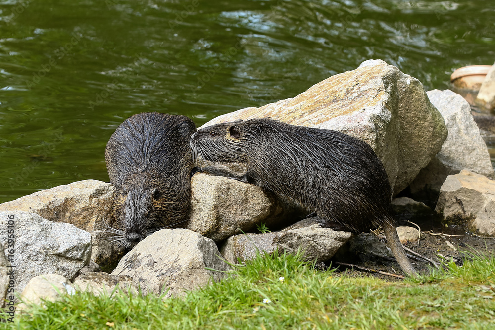 Zwei Nutrias am Ufer, Myocastor coypus Zwei Nutrias am Ufer, Myocastor coypus