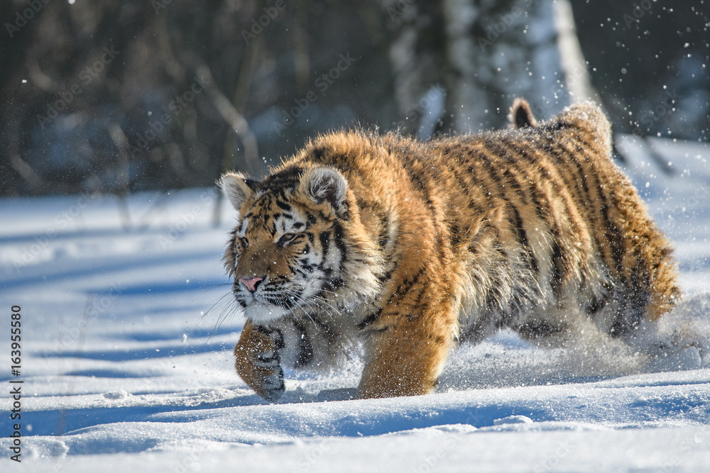 Obraz premium Tygrys syberyjski w śniegu (Panthera tigris)